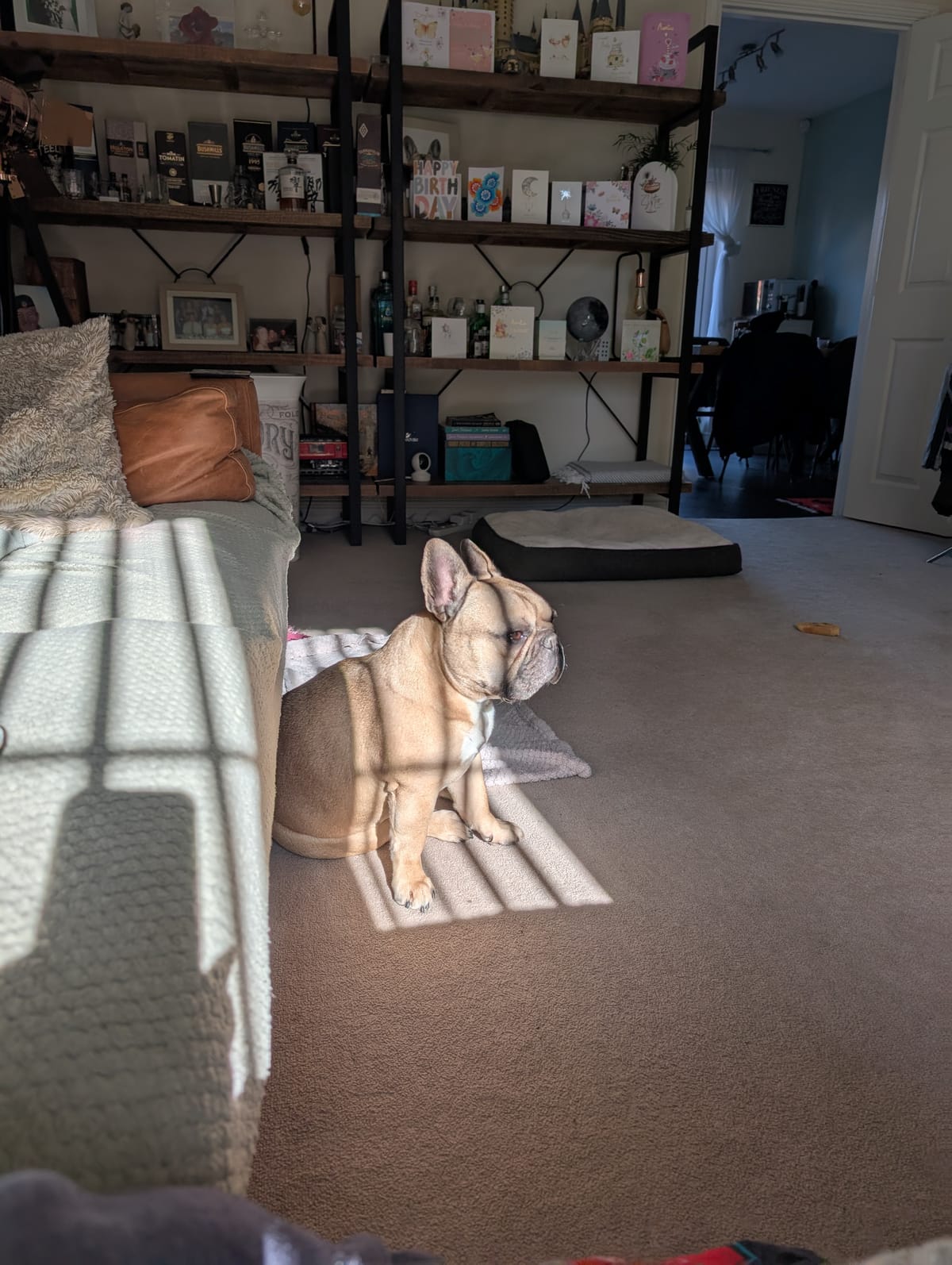 Virtual Pet Therapy #13