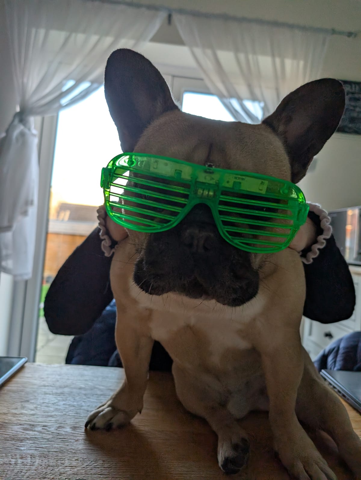 Virtual Pet Therapy #14