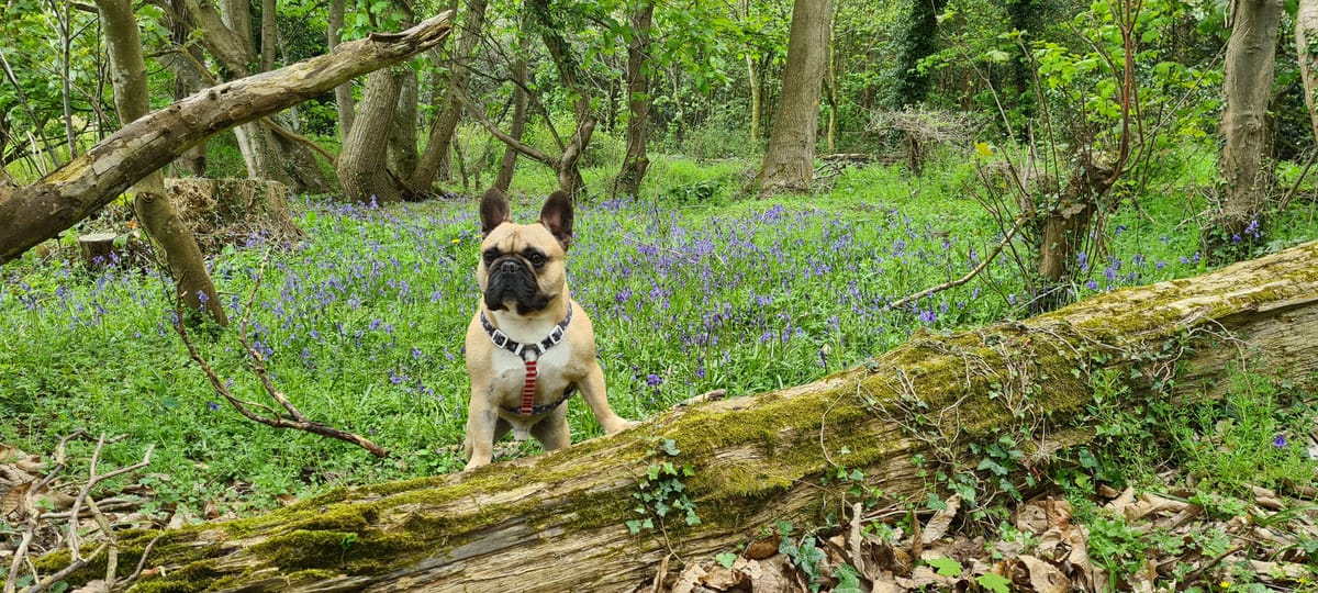 Virtual Pet Therapy #20