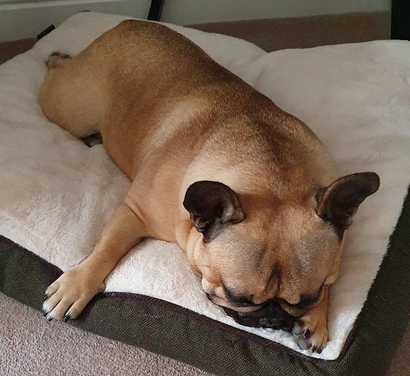 Virtual Pet Therapy #1