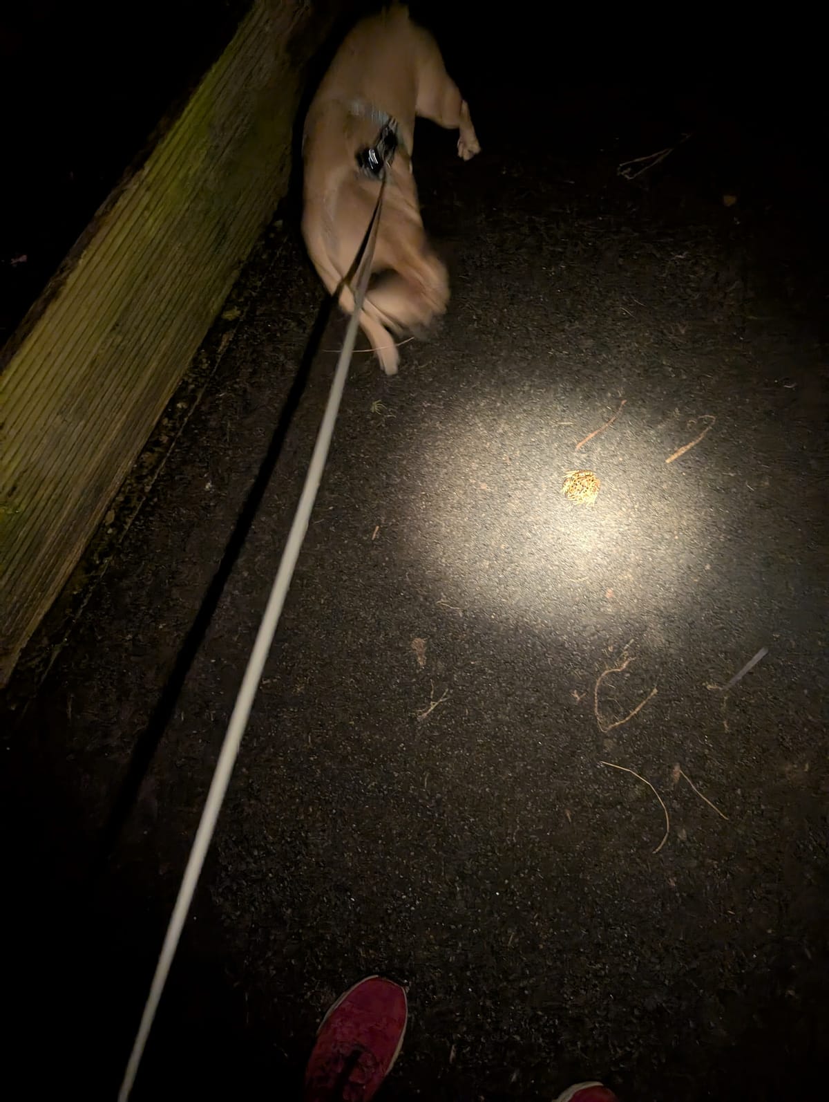 Virtual Pet Therapy #12