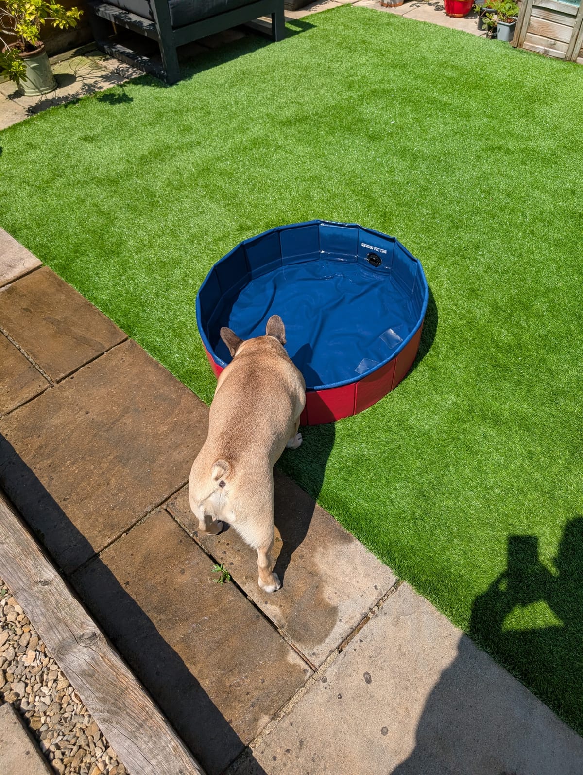 Virtual Pet Therapy #27