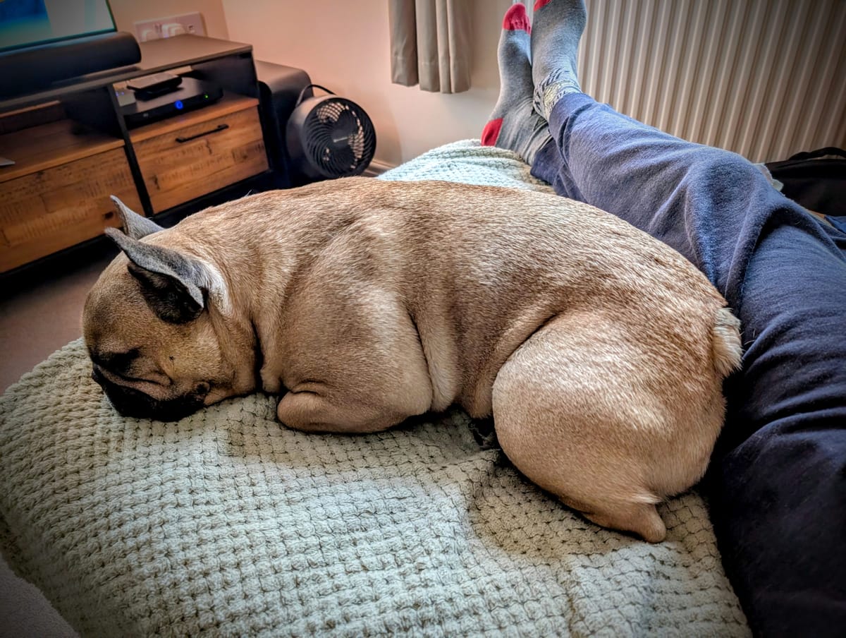 Virtual Pet Therapy #17