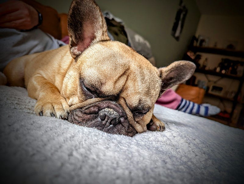 Virtual Pet Therapy #6