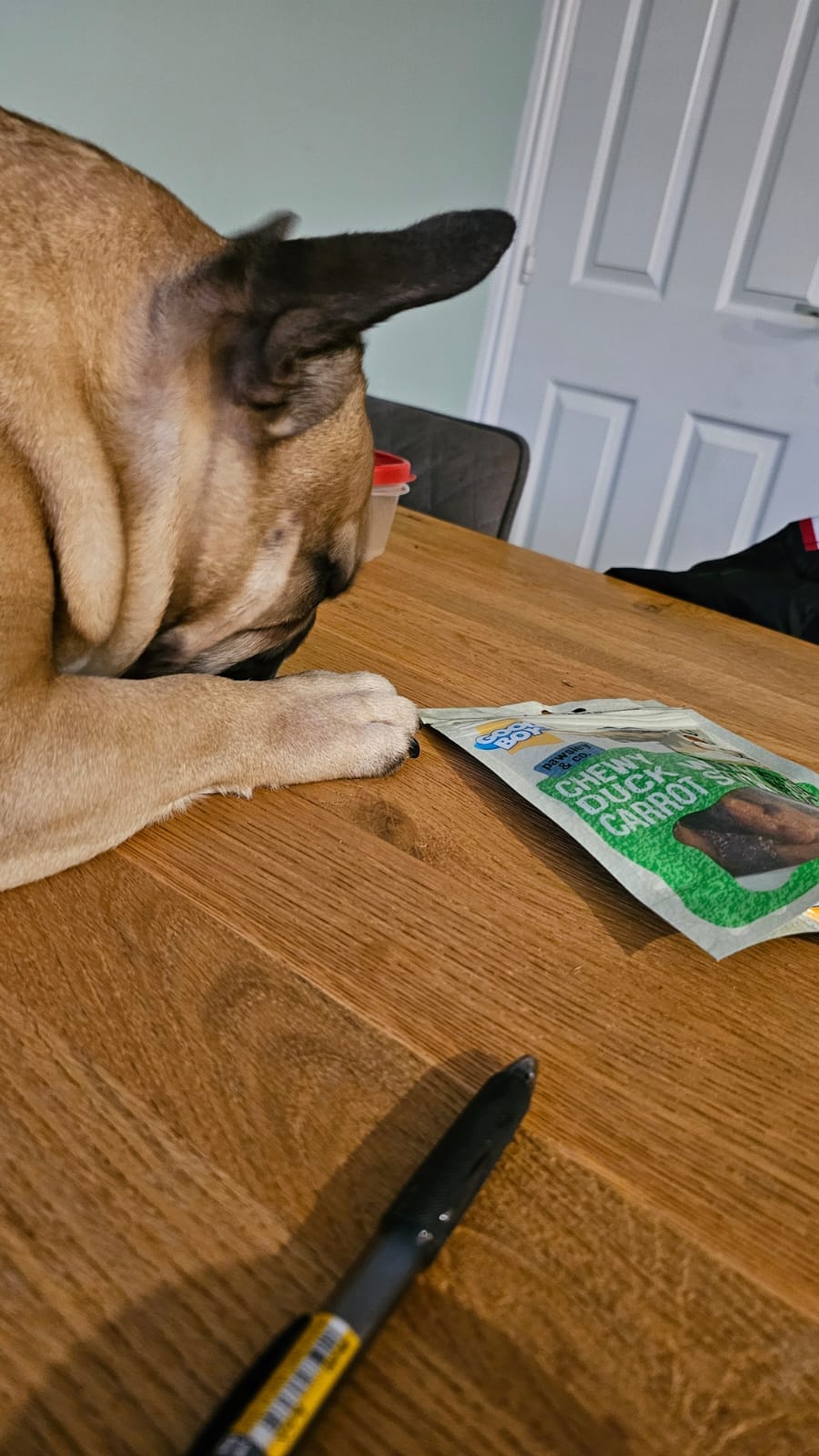 Virtual Pet Therapy #11