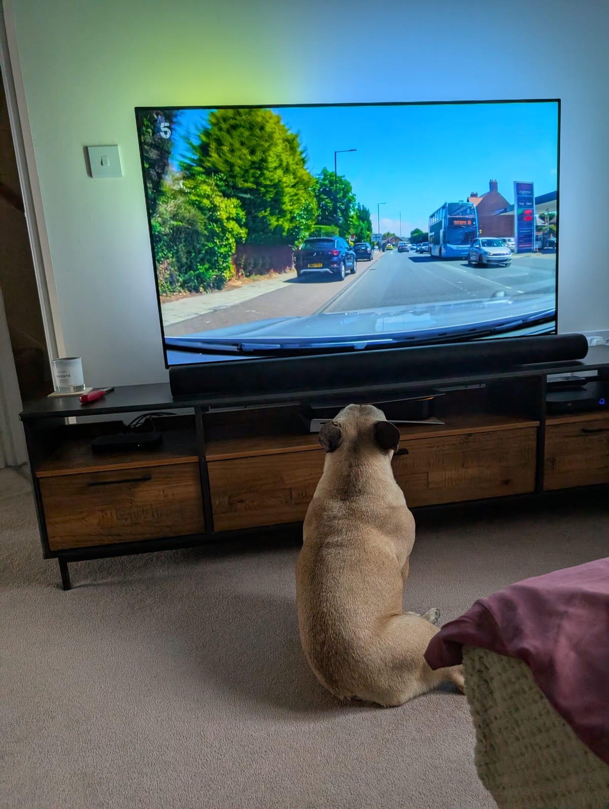 Virtual Pet Therapy #25