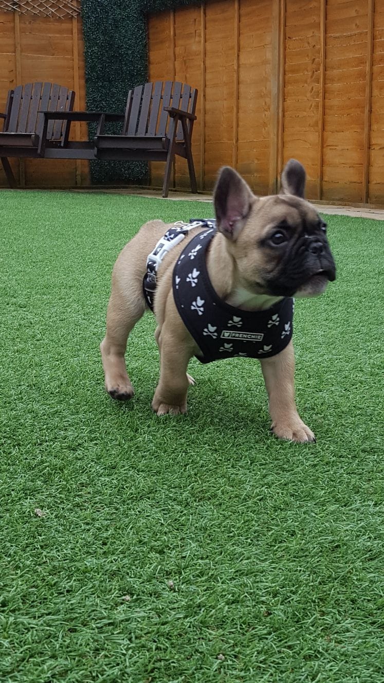 Virtual Pet Therapy #18