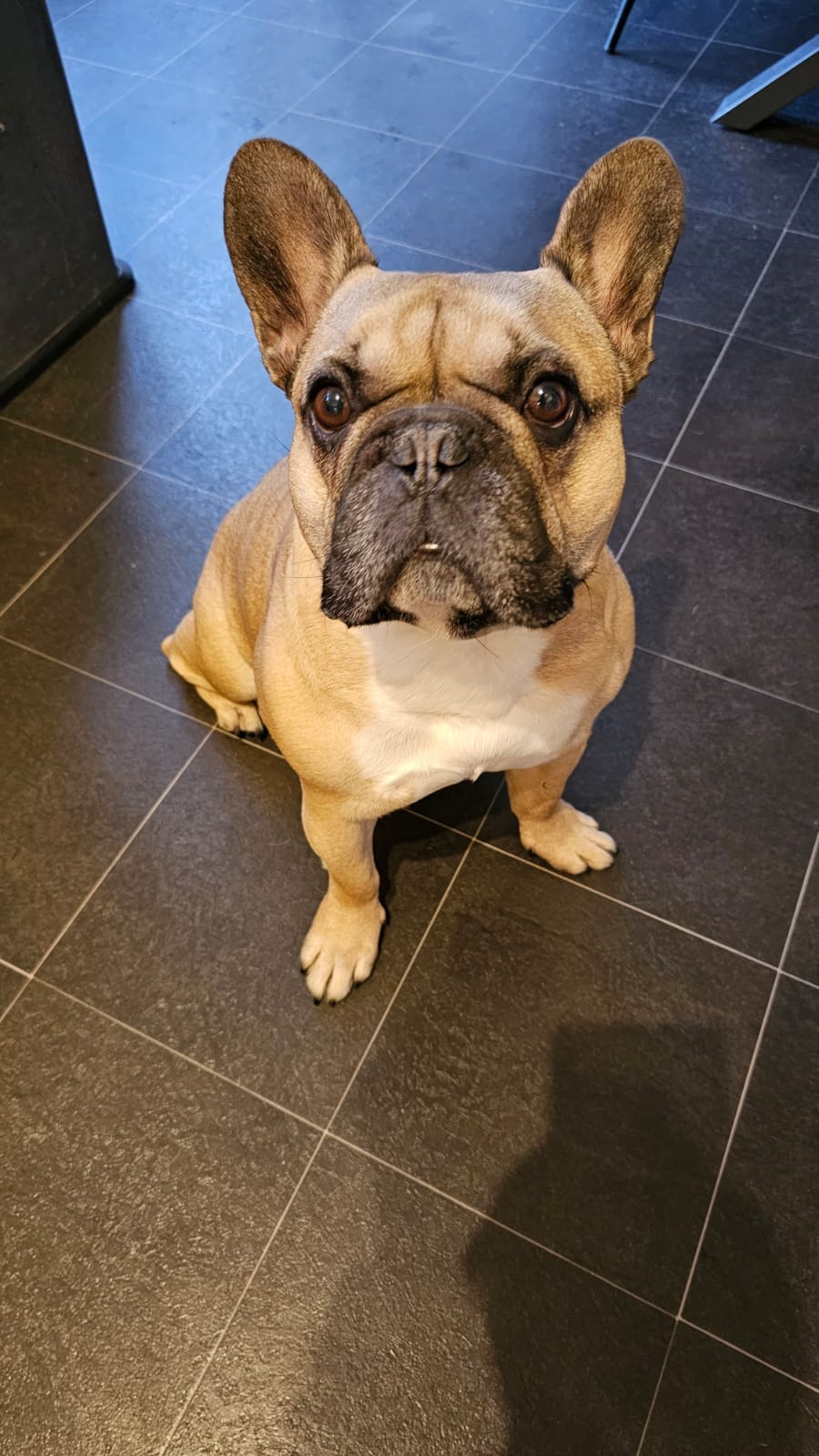 Virtual Pet Therapy #10