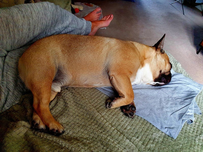 Virtual Pet Therapy #3