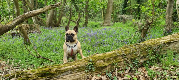 Virtual Pet Therapy #20