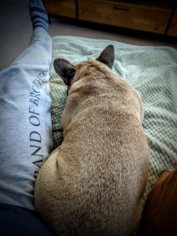 Virtual Pet Therapy #5