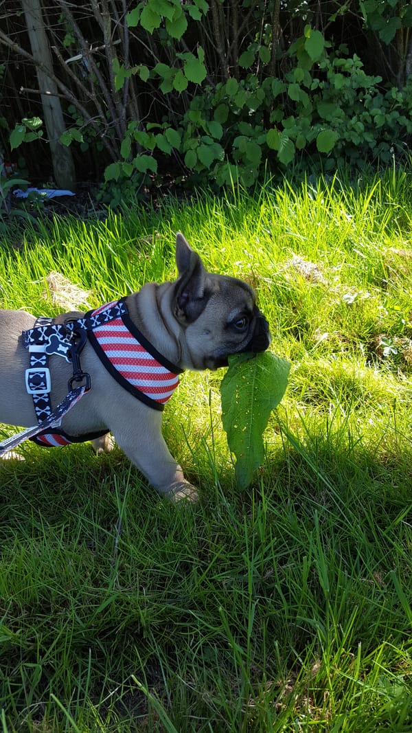 Virtual Pet Therapy #22