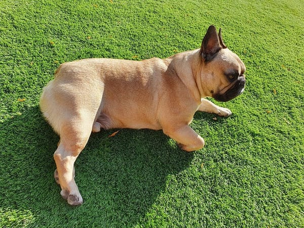 Virtual Pet Therapy #2