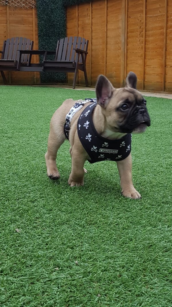 Virtual Pet Therapy #18