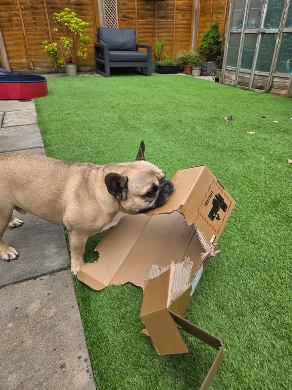 Virtual Pet Therapy #24