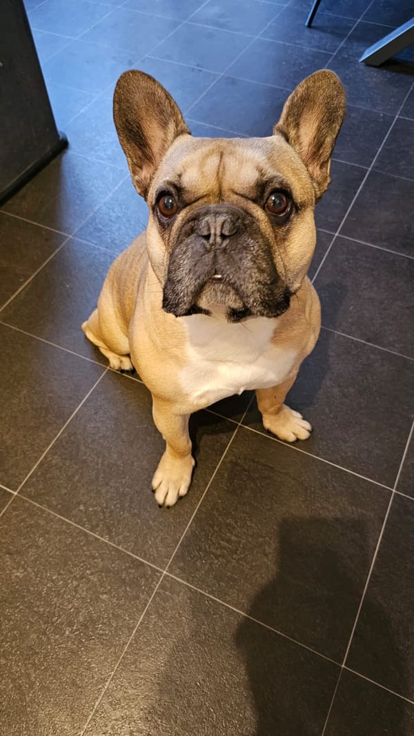 Virtual Pet Therapy #10